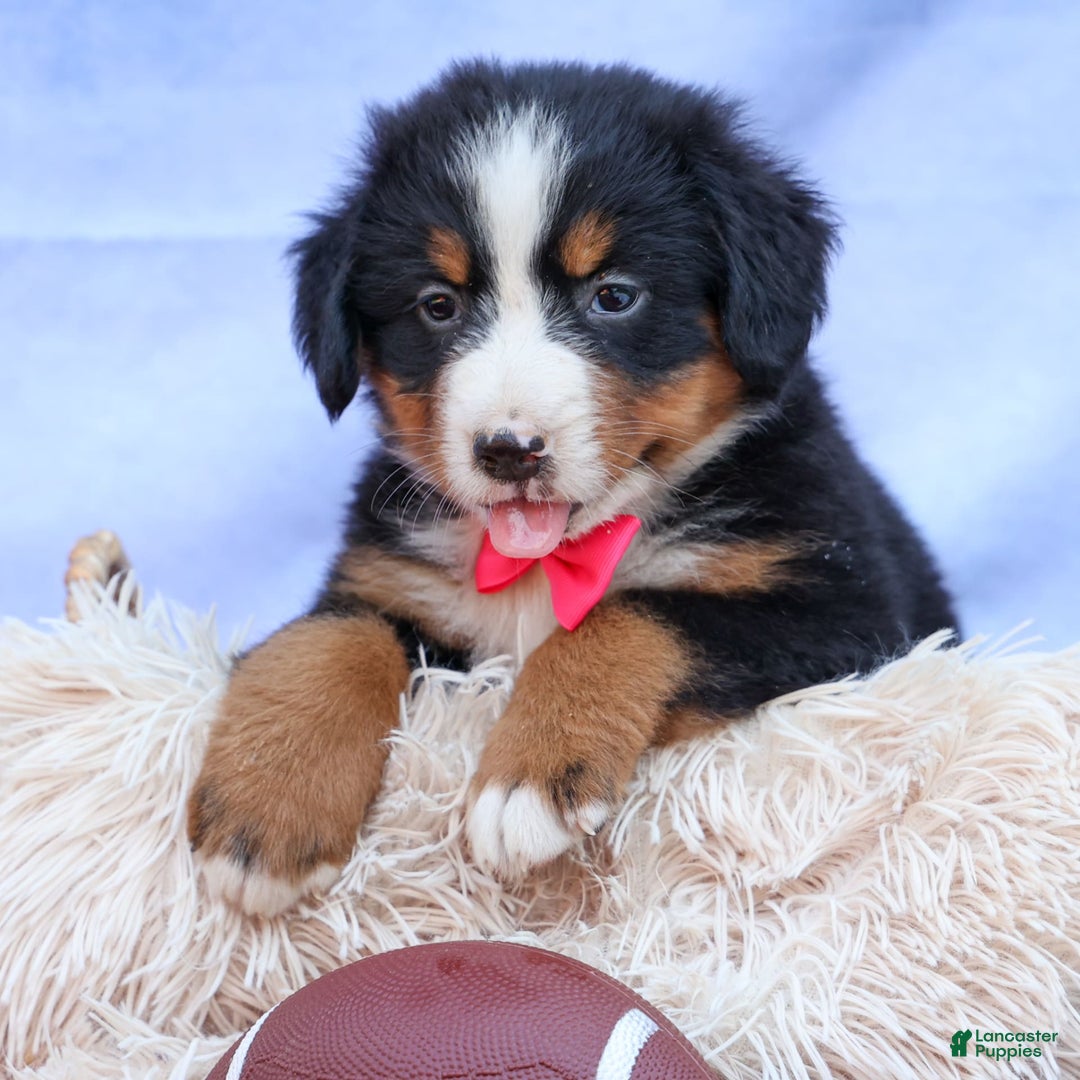 Bernese Mountain Dog dogs for sale: Sweetheart - Image 16