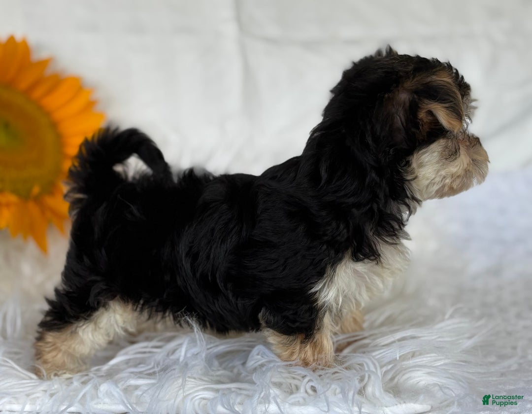 Morkie dogs for sale: Lillian - Image 9