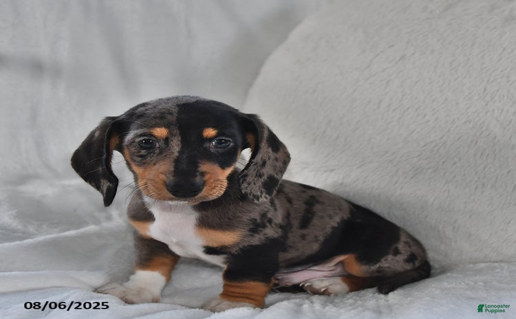 Miniature Dachshund dogs for sale - Ad 1