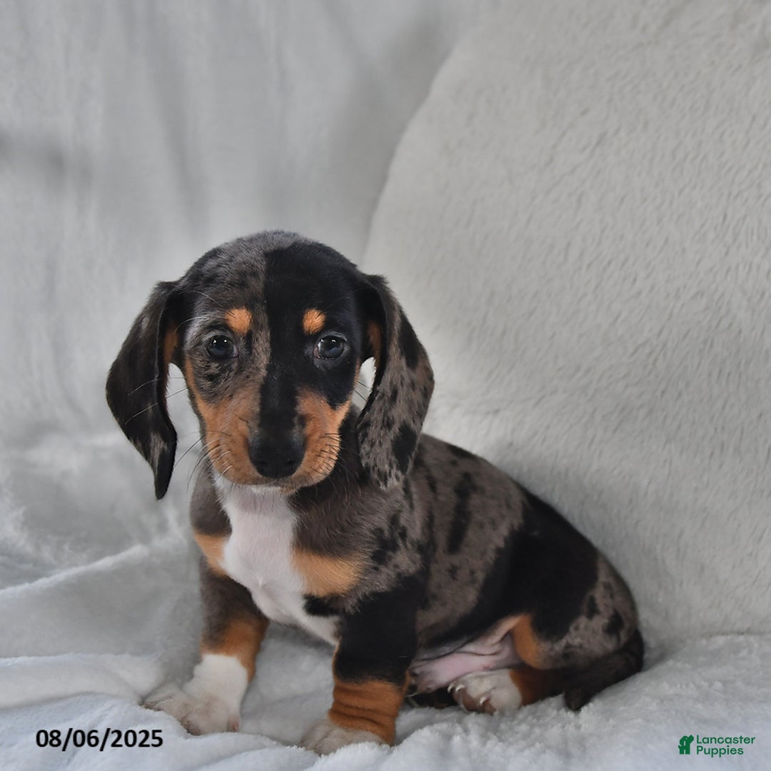 Miniature Dachshund dogs for sale: Cory - Image 1