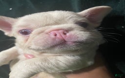 French Bulldog dogs for sale: Yang - Image 7
