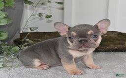French Bulldog dogs for sale: Millie - Image 12