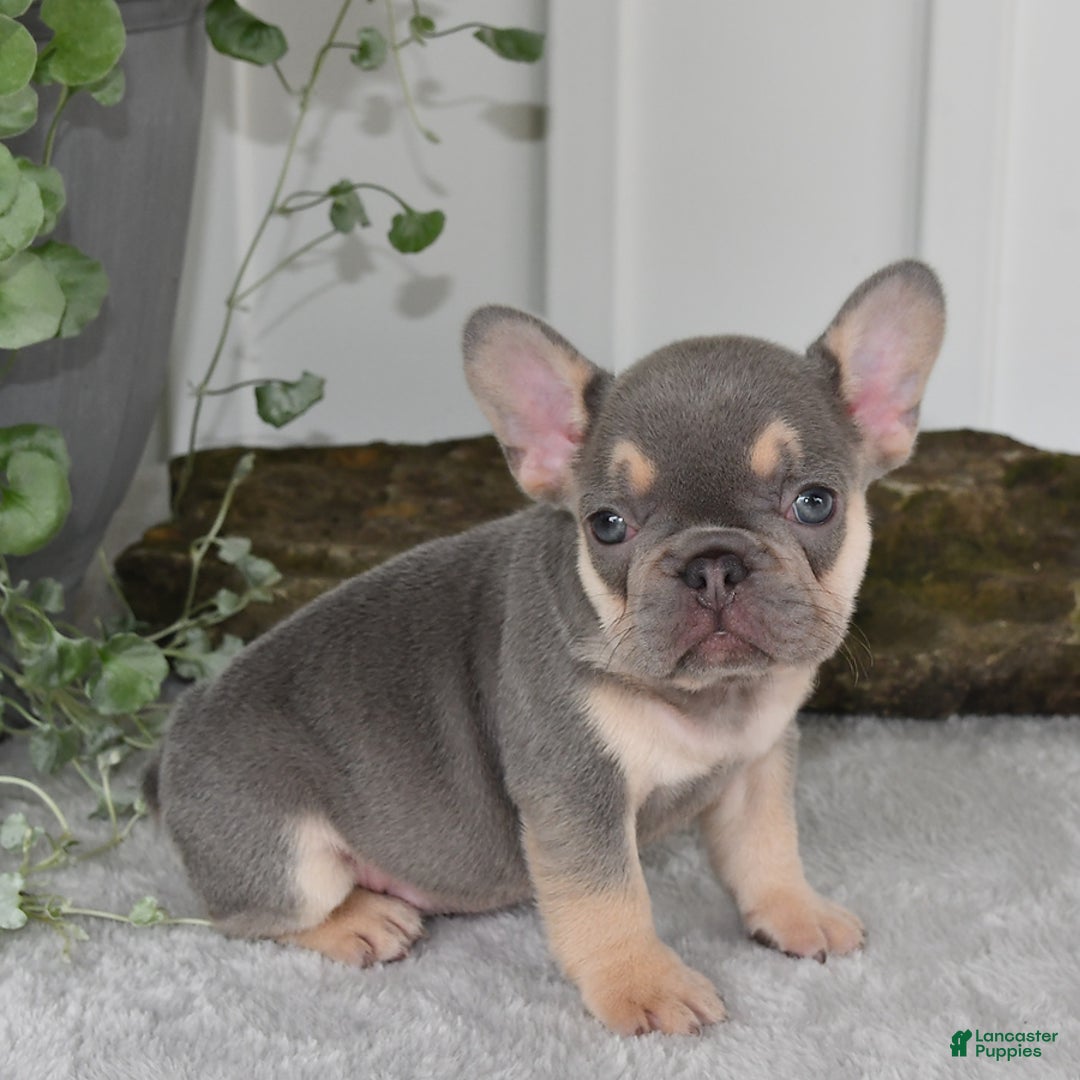 French Bulldog dogs for sale: Millie - Image 12