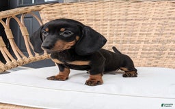 Miniature Dachshund dogs for sale: Freddie - Image 2