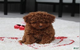 Toy Poodle dogs for sale: Eleanor - Image 14