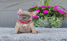 Frenchton dogs for sale: Stewie - Image 2