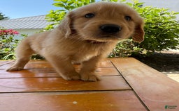 Golden Retriever dogs for sale: Luke - Image 5