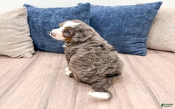 Mini Bernedoodle dogs for sale: Archie - Image 6