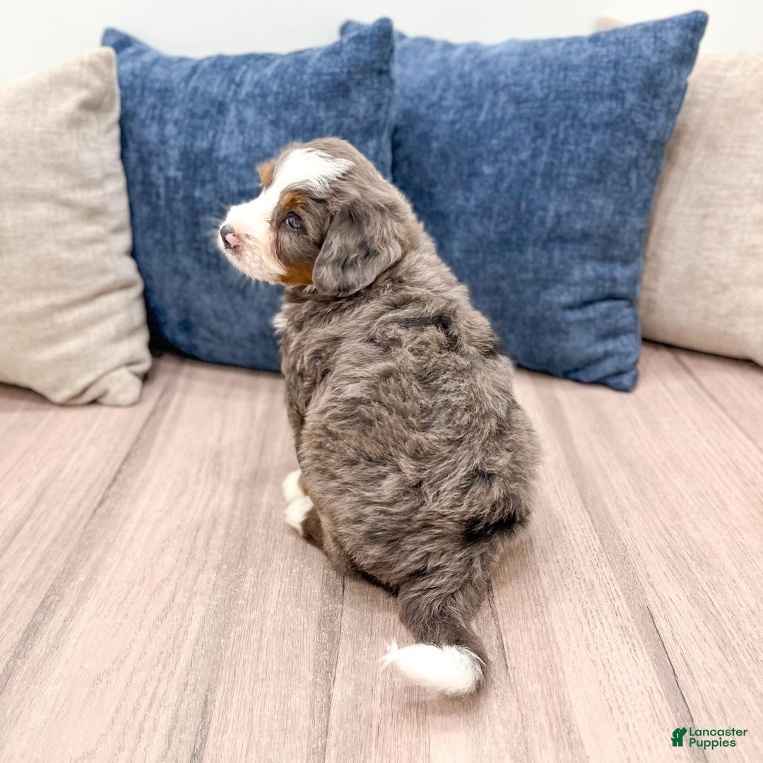 Mini Bernedoodle dogs for sale: Archie - Image 6