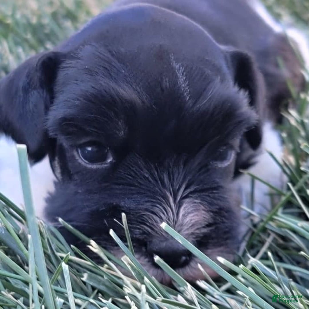 Miniature Schnauzer dogs for sale: Maggie Moo The AKC Parti Pup - Image 2