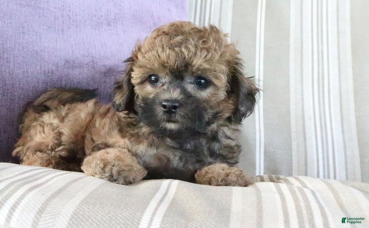 Shihpoo dogs for sale - Ad 1