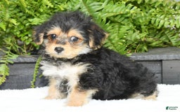 Yochon dogs for sale: Ricky - Image 9
