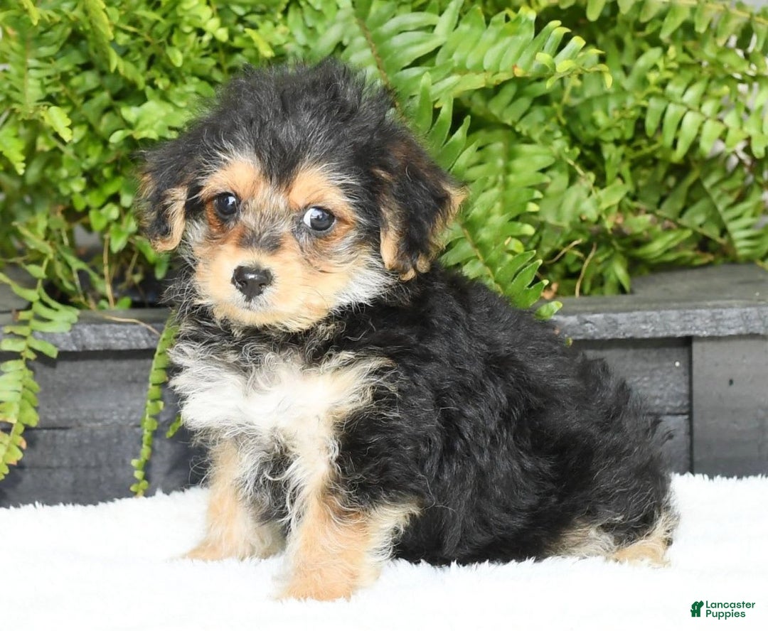 Yochon dogs for sale: Ricky - Image 9