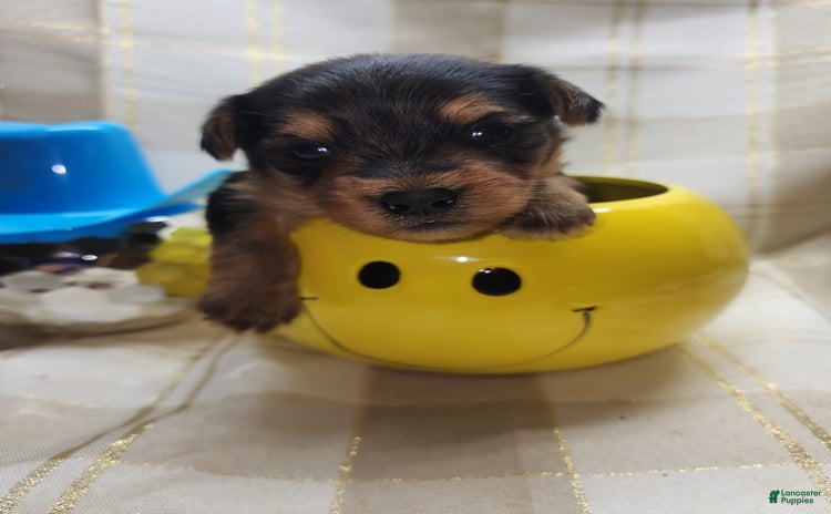 Yorkshire Terrier dogs for sale - Ad 2
