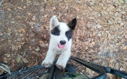 categoriesInfo:categoryAttributeOptions.pets.dogs.breed.akita dogs for sale: Mulan - Image 3
