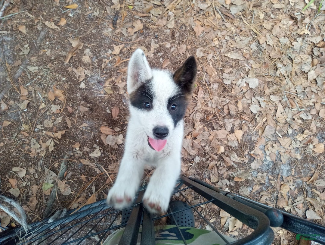 categoriesInfo:categoryAttributeOptions.pets.dogs.breed.akita dogs for sale: Mulan - Image 3