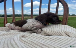 German Shorthaired Pointer dogs for sale: Copper - Image 1