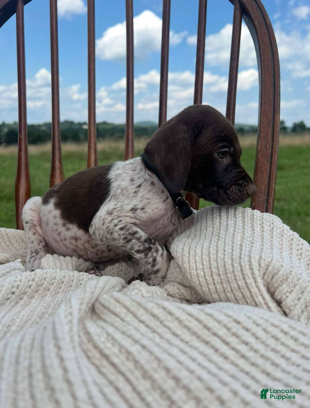 German Shorthaired Pointer dogs for sale: Copper - Image 1