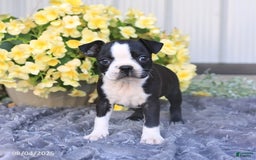 Boston Terrier dogs for sale: Homer - Image 1