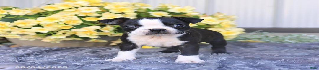 Homer