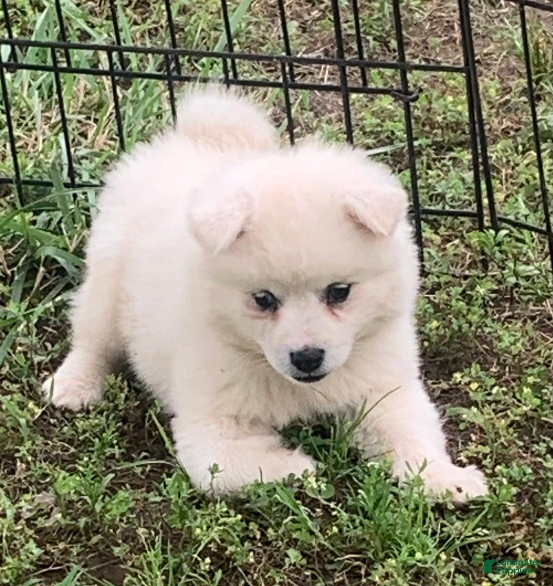 Alaskan Klee Kai dogs for sale: Snowy Boy Titan - Image 7