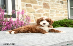Mini Goldendoodle dogs for sale: Cooper - Image 2