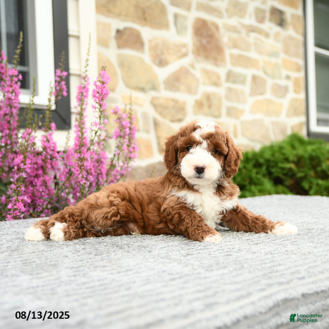 Mini Goldendoodle dogs for sale: Cooper - Image 2