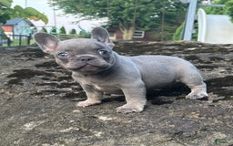 French Bulldog dogs for sale: Geoergia - Image 1