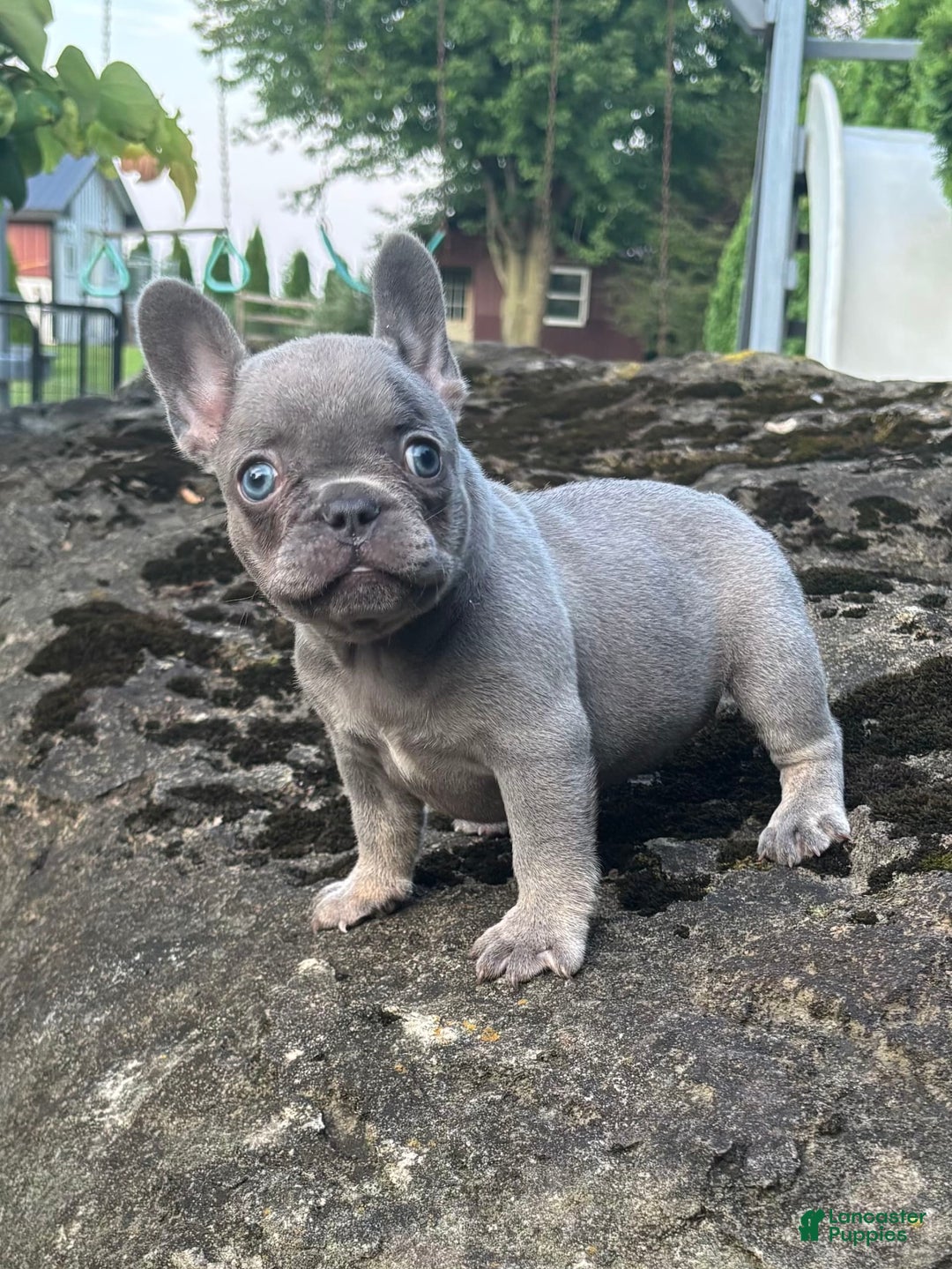 French Bulldog dogs for sale: Geoergia - Image 1