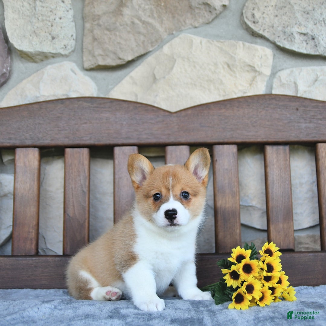 Welsh Corgi Pembroke dogs for sale: Bria - Image 1