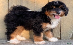 Mini Bernedoodle dogs for sale: 💜 In Boston Massachusetts 💜 Traditional Tri Color 💜 Mini Bernedoodle 💜 - Image 17