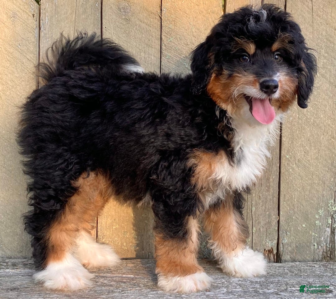 Mini Bernedoodle dogs for sale: 💜 In Boston Massachusetts 💜 Traditional Tri Color 💜 Mini Bernedoodle 💜 - Image 17