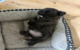 Shih Tzu dogs for sale: Pretty Girl - Image 2
