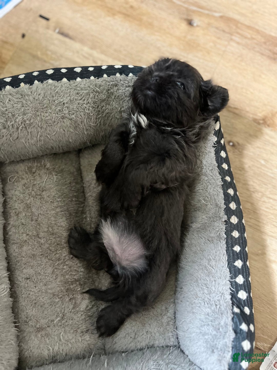 Shih Tzu dogs for sale: Pretty Girl - Image 2