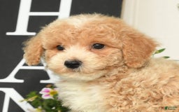 Bichpoo dogs for sale: Skipper - Image 2