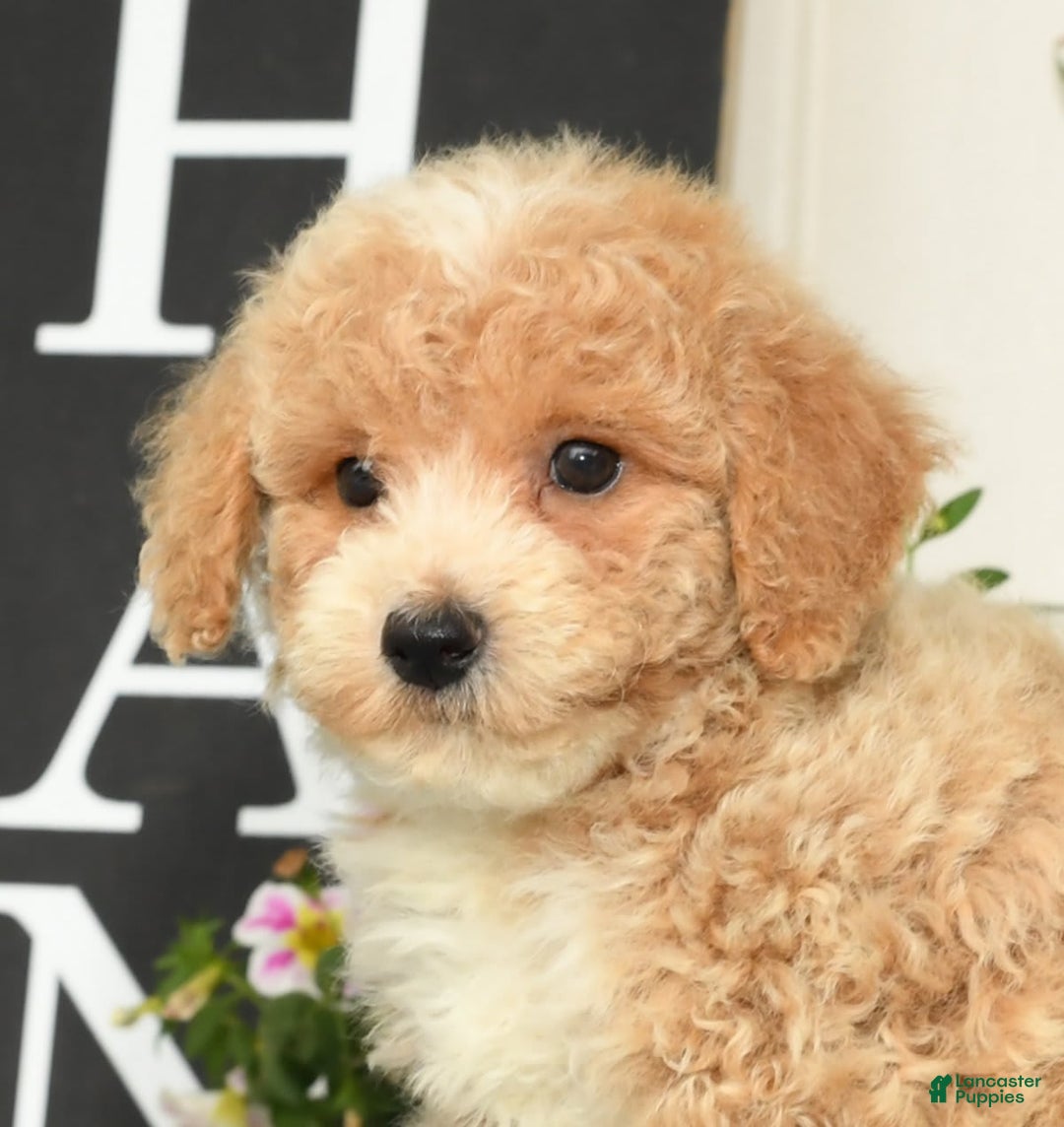 Bichpoo dogs for sale: Skipper - Image 2