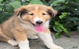 Collie dogs for sale: Amora - Image 3