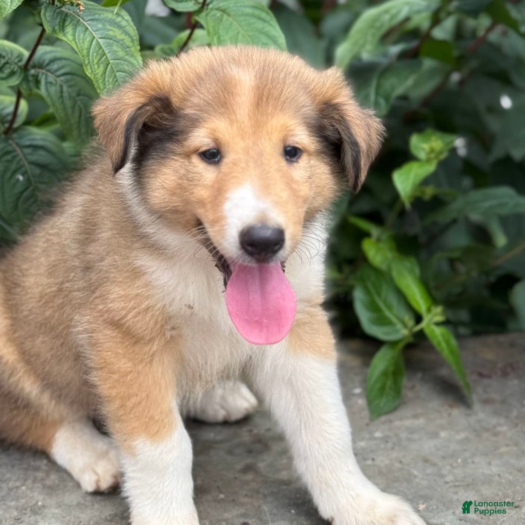 Collie dogs for sale: Amora - Image 3