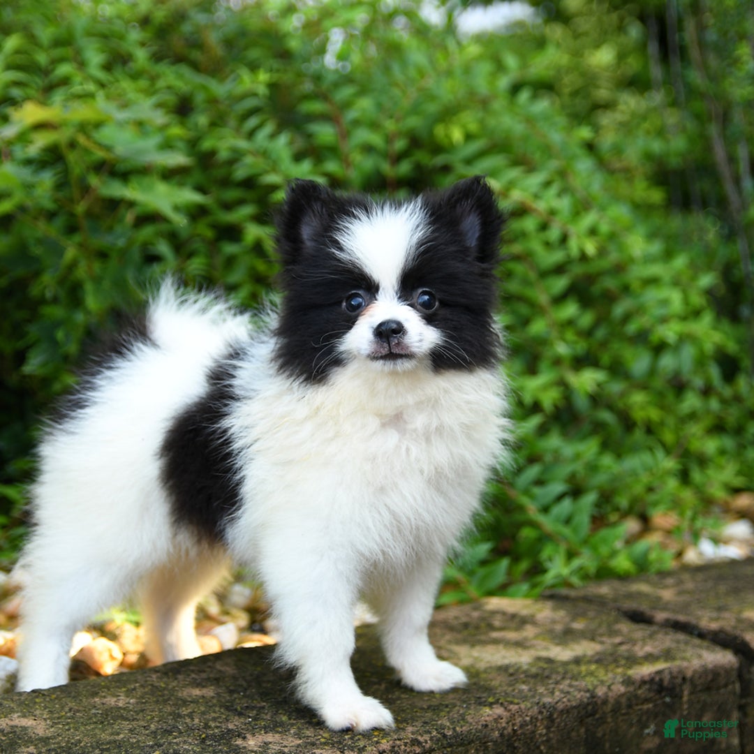 Pomeranian dogs for sale: Oreo - Image 3