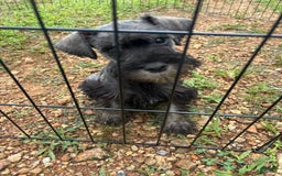 Miniature Schnauzer dogs for sale: Puppy two - Image 1