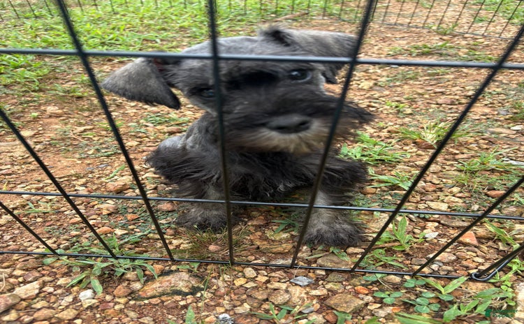 Miniature Schnauzer dogs for sale - Ad 1