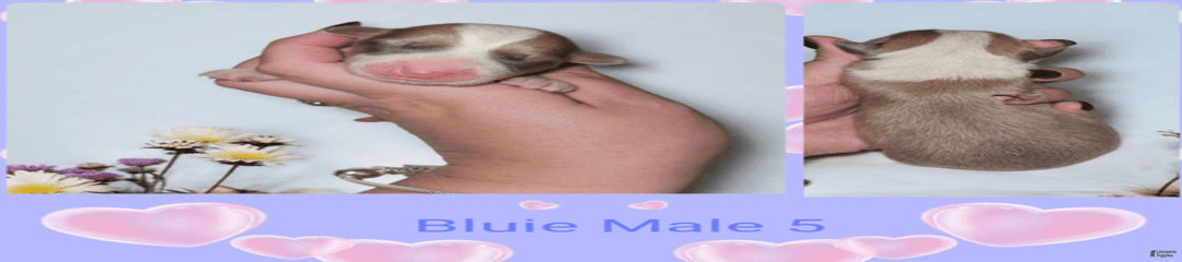 Bluie Male 5