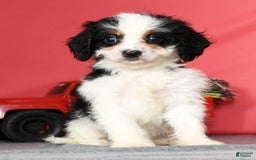 Cavapoo dogs for sale: Firecracker - Image 8