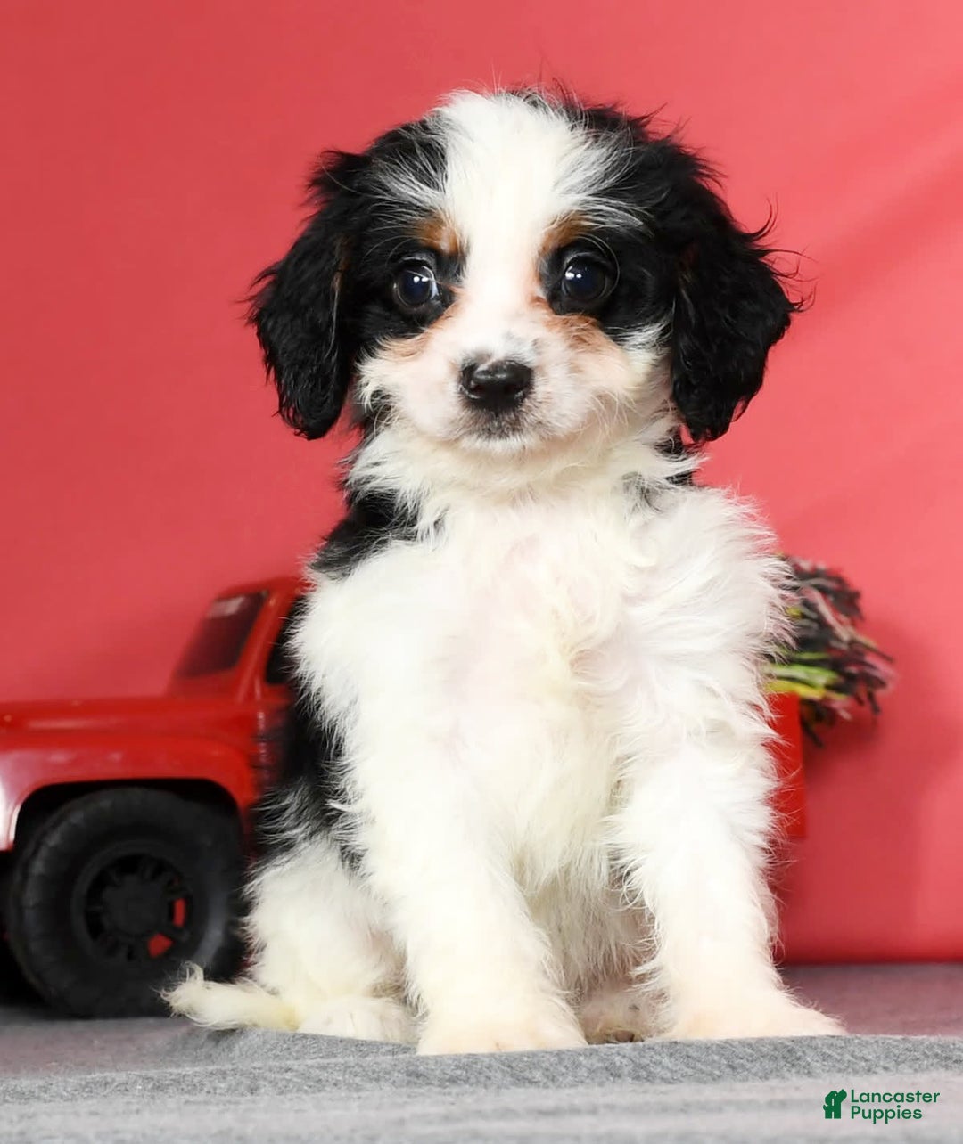 Cavapoo dogs for sale: Firecracker - Image 8