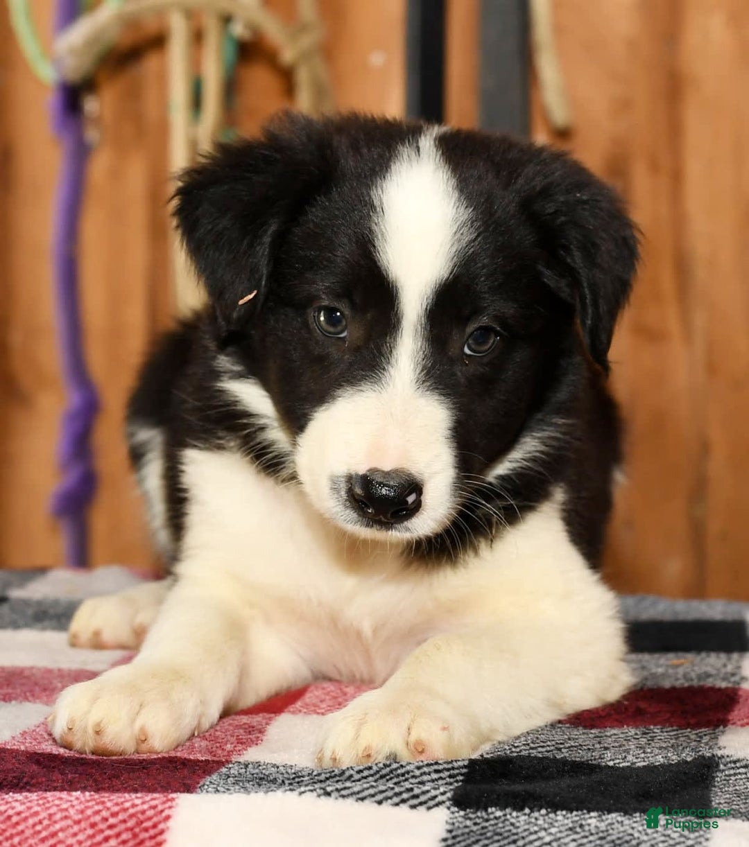 Border Collie dogs for sale: Leo - Image 5