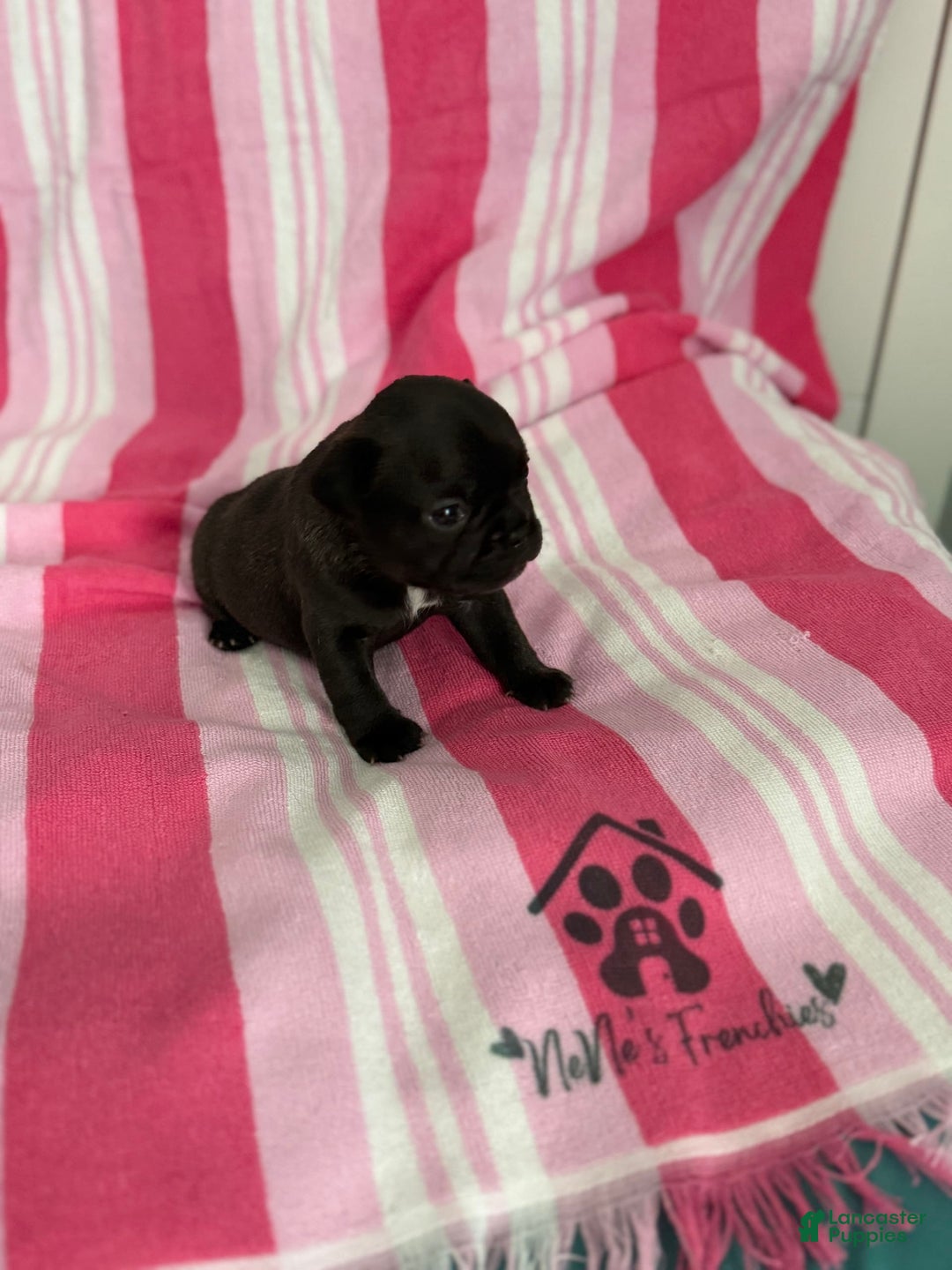 French Bulldog dogs for sale: Akc Black W Sable Overtones - Image 10