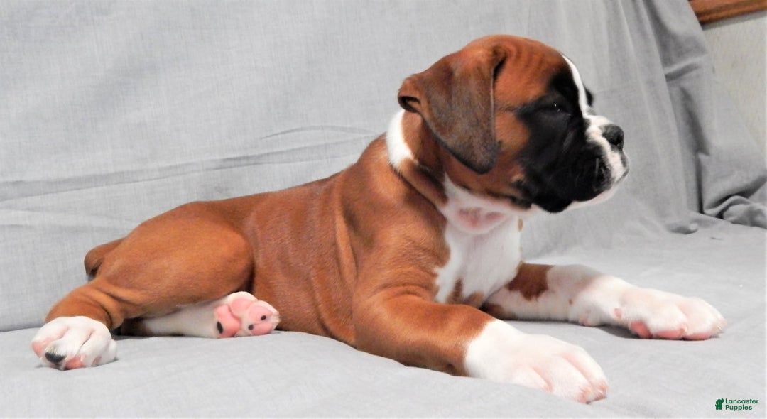 Boxer dogs for sale: Catie - Image 2