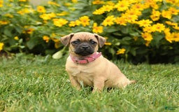 Jug dogs for sale: Snickers - Image 3