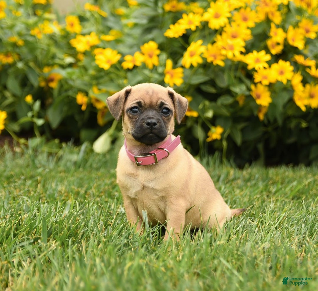 Jug dogs for sale: Snickers - Image 3
