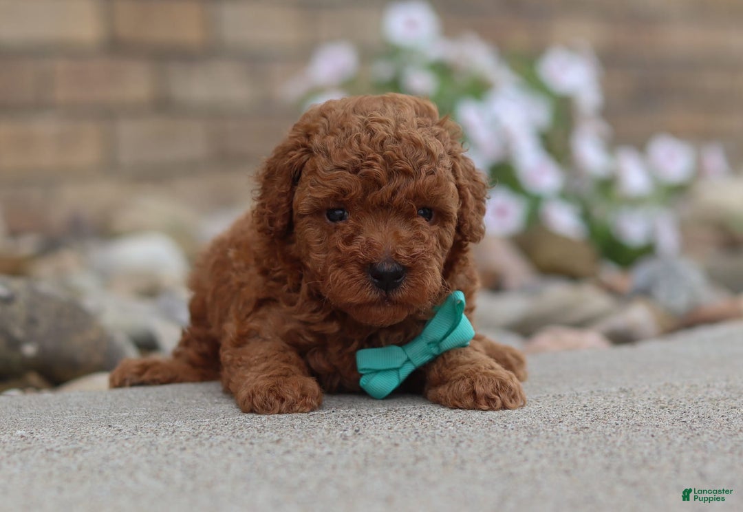 Miniature Poodle dogs for sale: Ripley - Image 9